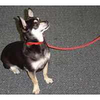 Black and white Chihuahua wearing the Red Leather Leash.