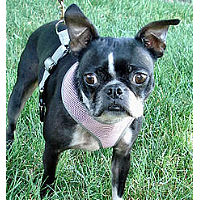 A Boston Terrier showing the front of the pink Mesh Freedom Harness.