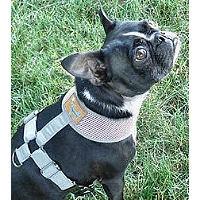 A Boston Terrier showing the side of the pink Mesh Freedom Harness.