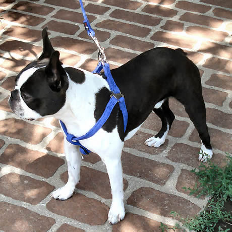 A Boston Terrier wearing the Microfiber Step-in Harness.