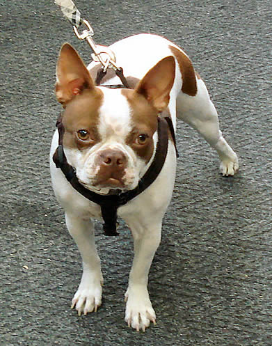 A white and brown dog showing the front of the Microfiber Step-in Harness.