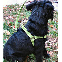 A black furry dog showing the side of the Microfiber Step-in Harness.