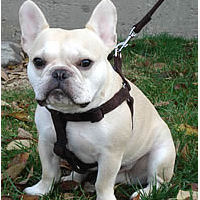 A fawn French Bulldog showing the front of the brown Microfiber Step-in Harness.