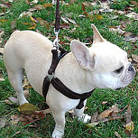 A French Bulldog showing the side and top of the Microfiber Step-in Harness.
