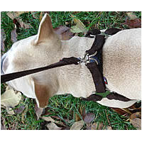 The top and leash D-rings of the Microfiber Step-in Harness.