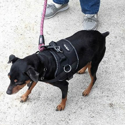 Baby, a black and tan small dog, wearing the Reflective No-Pull Harness in black.