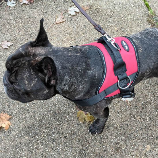 A brindle French Bulldog wearing the red Reflective No-Pull Harness.