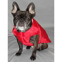 A brindle French Bulldog showing the front of the North Paw Puffy Vest.