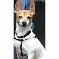 A Fox Terrier wearing the black Cloth Harness and Leash Set.