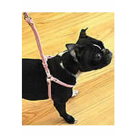 A Boston Terrier wearing the pink Cloth Step-in Harness and Leash Set.