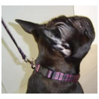 A brindle French Bulldog wearing the Plaid Collar in pink.