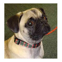 A fawn Pug wearing the Plaid Collar in Green.