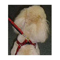 A White Poocle showing where the Plaid Leash attaches to the harness.