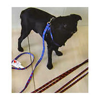 A smooth black Brussels Griffon wearing the Plaid Leash and Plaid Harness.