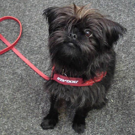 An Affenpinscher showing the front of the red Quick-Fit Harness.
