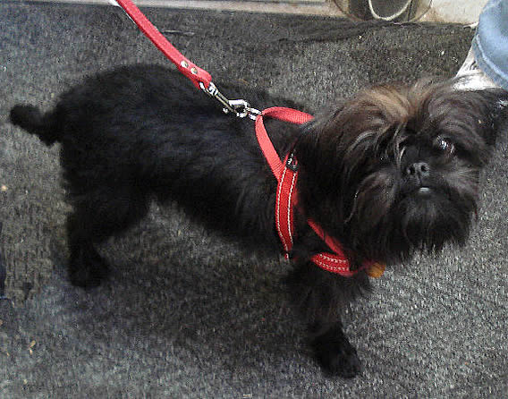 An Affenpinscher showing the side and top of the Quick-Fit Harness and where the leash attaches.