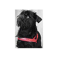 Front of the red Quick-Fit Harness on a black rough Brussels Griffon.