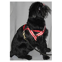 A black rough Brussels Griffon showing the side of the red Quick-Fit Harness.
