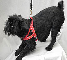 A black, rough Brussels Griffon play-bowing wearing the red Quick-Fit Harness.