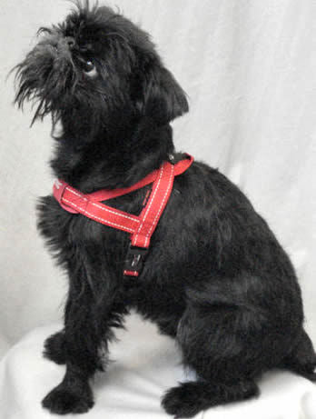 A black rough Brussels Griffon showing the let side of the Quick Fit Harness.
