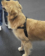 A Golden Retriever wearing the black Quick-Fit Harness.