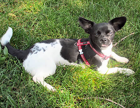 Black and white dog lying in the grass wearing the red Reflective Harness by Red Dingo.