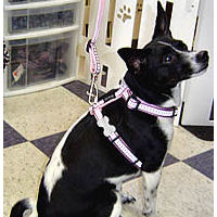 A black and white dog wearing the Reflective Harness by Red Dingo in pink.