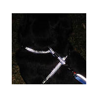 Night picture of a dog showing the reflective properties of the Reflective Harness by Red Dingo.