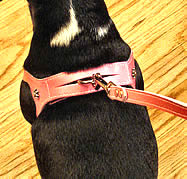 A Black dog showing the top of the Choke Free Shoulder Collar Harness.