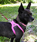A black Chihuahua wearing the pink Choke Free Shoulder Collar Harness and matching collar.