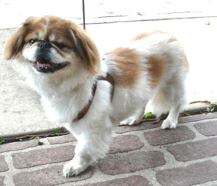 A Tibetan Terrier wearing the bronze Choke Free Shoulder Collar Harness.