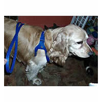 A Cocker Spaniel wearing the Blue Choke Free Shoulder Collar Harness.