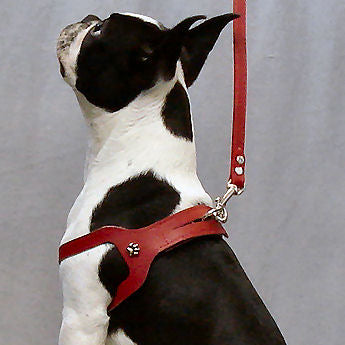 A Boston Terrier wearing the red Choke Free Shoulder Collar harness and the paw ornament on the side.