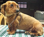 A Dachshund wearing the bronze Choke Free Shoulder Collar Harness.