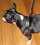 A Boston Terrier wearing the black Choke Free Shoulder Collar Harness.
