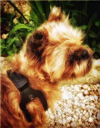 A Brussels Griffon wearing the black Choke Free Shoulder Collar Harness.