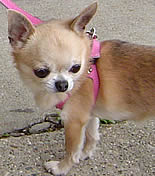 A tan Chihuahua wearing the pink Choke Free Shoulder Collar Harness.