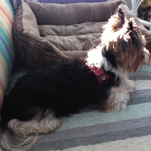 Tri-colored dog wearing the red Choke Free Shoulder Collar Harness.