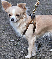 A long-haired tan Chihuahua wearing the bronze Choke Free Shoulder Collar harness.