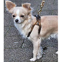 Tan Chihuahua wearing the Choke Free Shoulder Collar harness in Bronze color.
