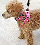 A tan Poodle wearing the pink Choke Free Shoulder Collar harness and matching collar.