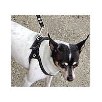 A black and white dog wearing the black Choke Free Shoulder Collar harness.