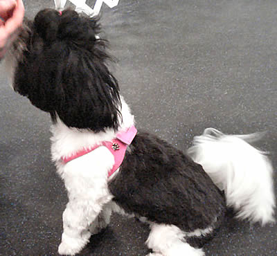 A Shih Tzu wearing the pink Choke Free Shoulder Collar Harness