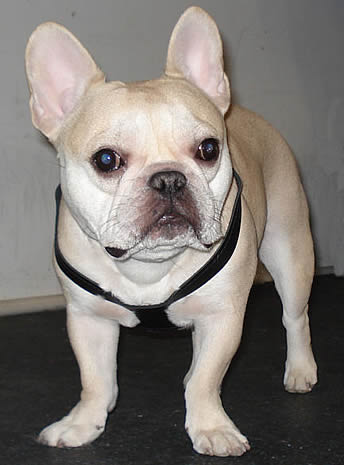 A fawn French Bulldog showing the front of the Choke Free Shoulder Collar harness.