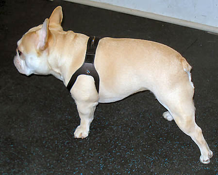 A fawn French Bulldog showing the side and top of the Choke Free Shoulder Collar Harness.