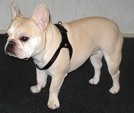 A fawn French Bulldog showing the front and side of the Choke Free Shoulder Collar Harness.