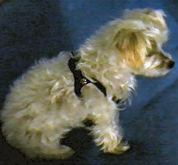 Tan dog wearing the black Choke Free Shoulder Collar harness.