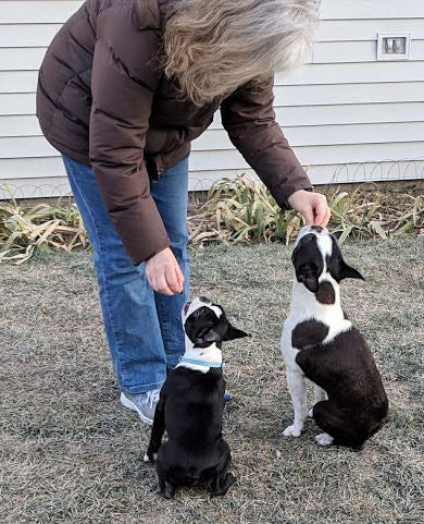 Personalized dog training coaching