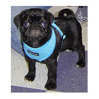 A black Pug puppy showing the front of the the Soft Harness.
