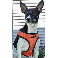 A black and white dog wearing the Soft Harness in orange.
